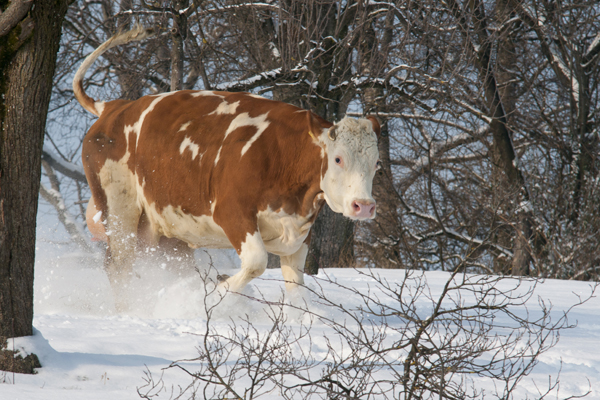 Fleckvieh im Winter