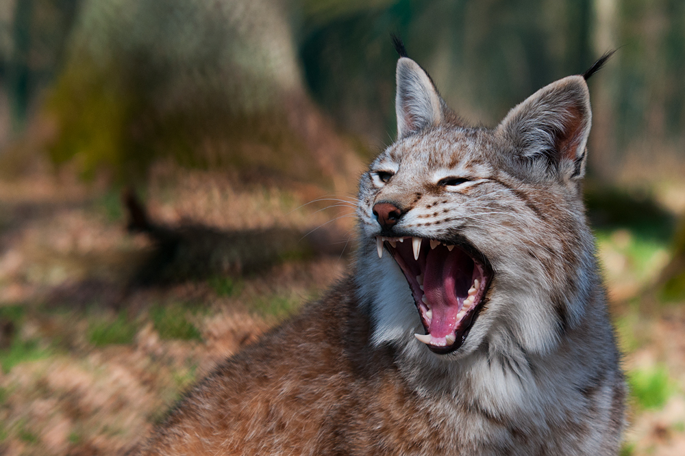 Luchs