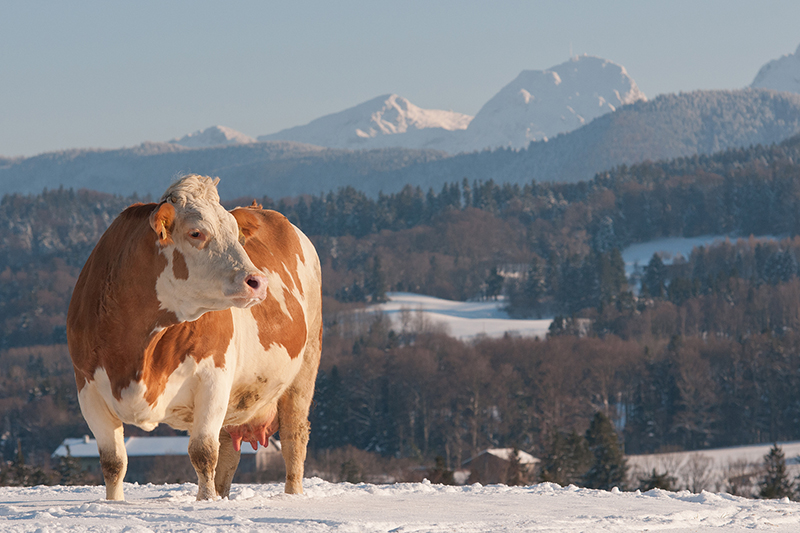 Winterpanorama